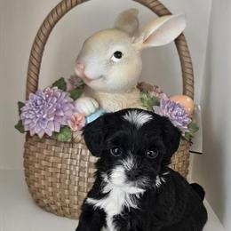 Havapoo Male Puppy Ready May 10th in Rockford, mi