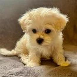 8 Week Male Maltese Puppy Available in Holt, mi