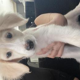 English Cream Golden Doodle Puppies Available in Austin, tx