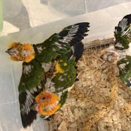 Sun Conure Baby for Sale in Jacksonville, fl