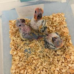 Hand-raised Sun Conures for Sale in Jacksonville, fl