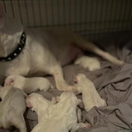 Bull Terrier Puppies for Sale - AKC Registered, All White in Pleasantville, nj