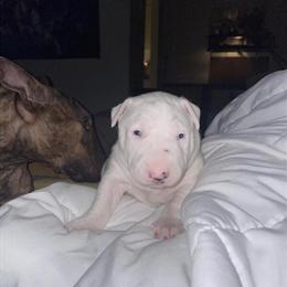 Bull Terrier Puppies Needing Forever Homes in Pleasantville, nj