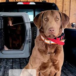 Chesapeake Bay Retriever Puppies Available in Middleville, mi
