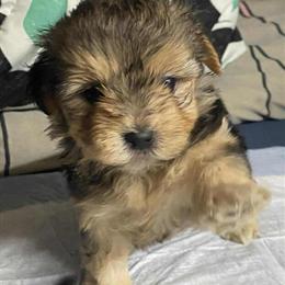 Yorkshire Terrier Puppy in Wheelersburg, oh