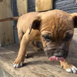 11 Week Old Male Pit Bull Available in Hillsdale, mi