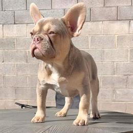 Isabella for Sale - 3 Years Old, AKC Registered in North Brunswick, nj