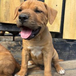 9 Week Old Male Pit Bull Puppy in Hillsdale, mi