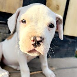 10 Week Old Pit Bulls for Adoption in Hillsdale, mi