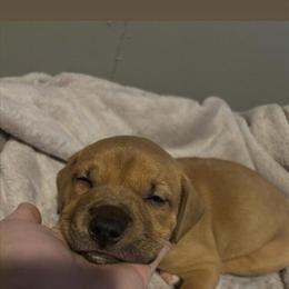 9 Week Old Male Pit Bull Puppy in Hillsdale, mi