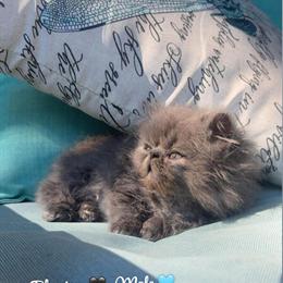 Persian Munchkin Kittens Ready for New Homes in Lenoir, nc