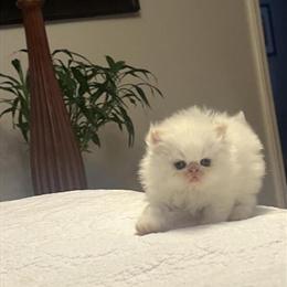 Persian Kittens for Adoption in Lenoir, nc