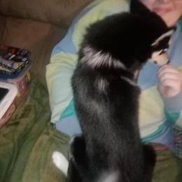 Pomski Puppy Sassy Needs a New Home in Battle Creek, mi