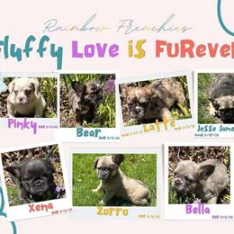 French Bulldogs Ready for New Homes in Saint Joseph, mi