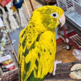 Golden Conure Babies Available for Deposit in Stroudsburg, pa