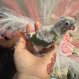 Conure Baby for Sale in Reynoldsburg, oh