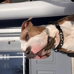 Bully Mix Stud Dog Available for Responsible Breeding in Washington, dc