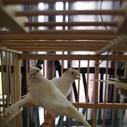 Northern Dutch Frill Canaries for Sale in Chicago, il