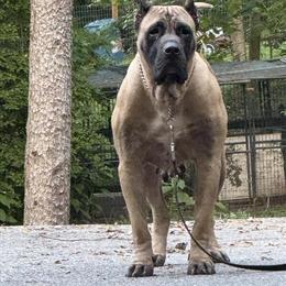 Male Presa Canario Puppy Ready for Forever Home in Halethorpe, md
