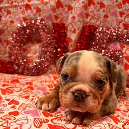 English Bulldog Puppies Available in New Port Richey, fl