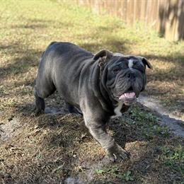 Male English Bulldog Available in New Port Richey, fl