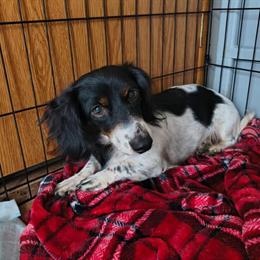 Mini Dachshund Female Available in Hodgenville, ky