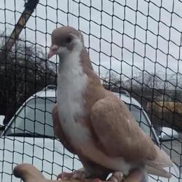 Hand Tame Shirazi Pigeons for Rehoming in New York, ny