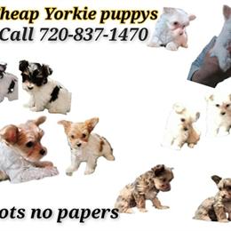 Yorkshire Terrier Puppies in Denver, co