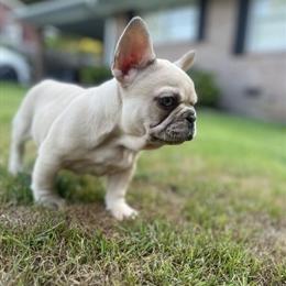 10-Week-Old Female Puppies Honeybun and VanillaWafer in Rock Hill, sc