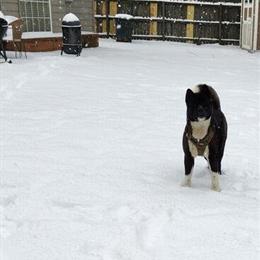 Akita Stud Available for $1500 - AKC Registered, Ready in November in Memphis, tn