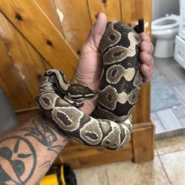 Ball Python for Sale - 2.5 Years Old, Male, 6' Long in Hodgenville, ky