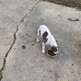 Razor Edge Male Puppy Available in Cincinnati, oh