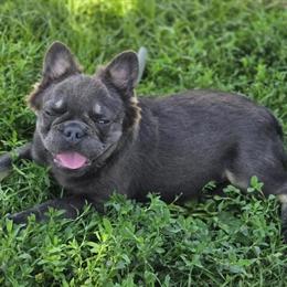 Beautiful French Bulldogs for Adoption in Garretson, sd