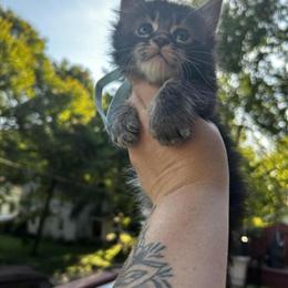 TICA Registered Maine Coon Kittens Available in Cincinnati, oh