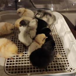 24 Healthy Chicks for Sale - 2 Days Old in Morgantown, pa