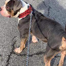 Pocket Bully Male for Rehoming in Cleveland, oh