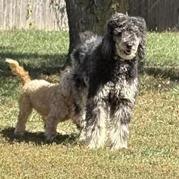 Standard Poodle Female - AKC Blue Merle, 3 Years Old in Cynthiana, ky
