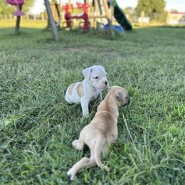 American Bulldog Puppies Available in Flemingsburg, ky