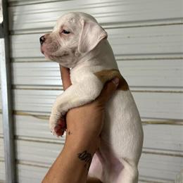 American Bulldog Puppies Available in Flemingsburg, ky