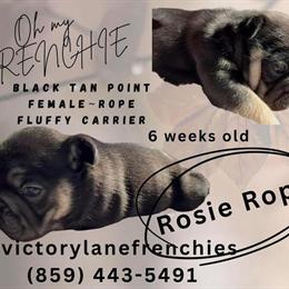AKC French Bulldog Puppies Available in Flemingsburg, ky