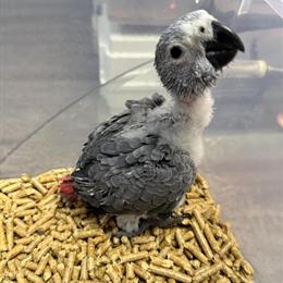 African Grey Baby for Adoption in Miami, fl