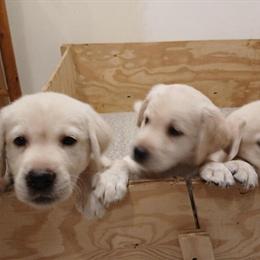 AKC Bred Yellow Labrador Retriever Puppies Available in Palm Bay, fl