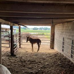 Mule Colt - 4 Months Old Sorrel for Sale in Omaha, ne
