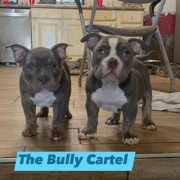 American Bully Puppies for Adoption in Winter Park, fl