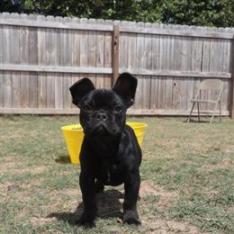French Bulldog Puppies Looking for Forever Homes in Raleigh, nc