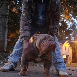 Bulldog for adoption in Greensboro, nc