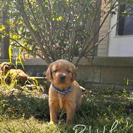AKC Red Golden Retriever Puppy Ready for New Home in Lapeer, mi
