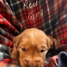 Red Female Golden Retriever Puppy Ready for New Home in Lapeer, mi
