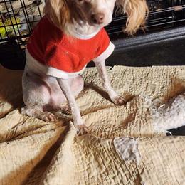 Poodle Puppies Available in Cookeville, tn