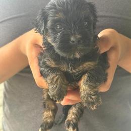 Shih Tzu and Poodle Mix Puppies Available in Norfolk, va